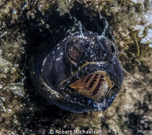 Sailfin Blenny at Capt Don's House Reef by Robert Michaelson 